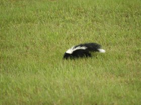 Skunk