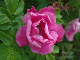 flowers-of-deer-isle