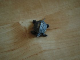 dsc_2858.jpg