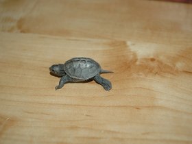 dsc_2859.jpg