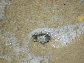 dsc_2863.jpg
