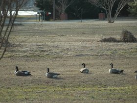 geese-2011